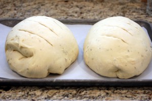 Loaves after second rise and with slits cut in the top, ready for baking